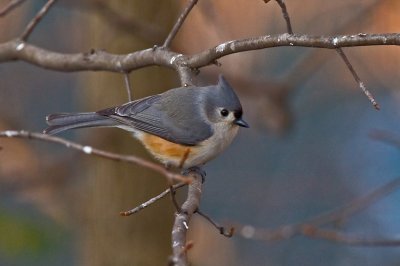 Titmouse