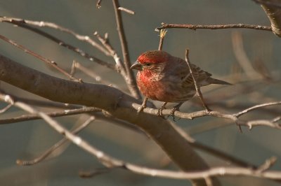 House Finch