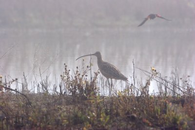 Whimbrel