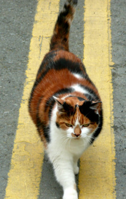 Fat Cat.