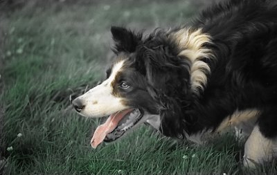 Collie