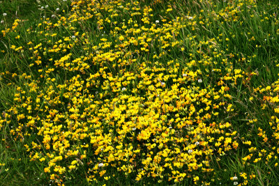 Blodau - Llanddwyn 