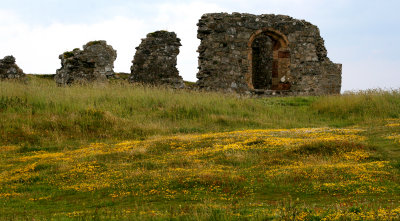 Blodau Llanddwyn 5.