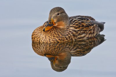 IMG_4610wp.jpg