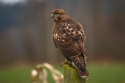IMG_0015p.JPG