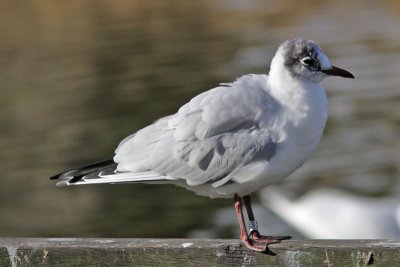 Black-headed Gull M[3725304] Arnhem