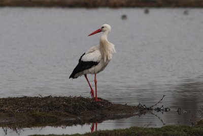 Ciconia ciconia - White Stork