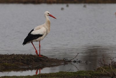 Ciconia ciconia - White Stork