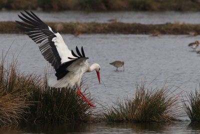Ciconia ciconia - White Stork