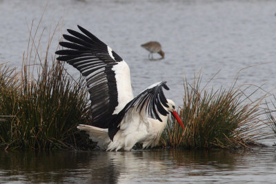 Ciconia ciconia - White Stork