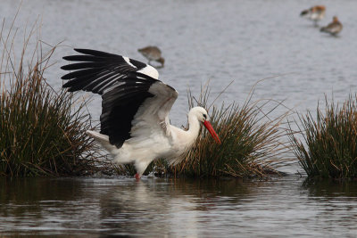 Ciconia ciconia - White Stork