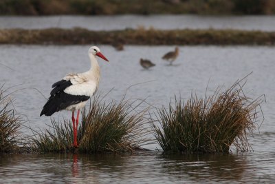 Ciconia ciconia - White Stork