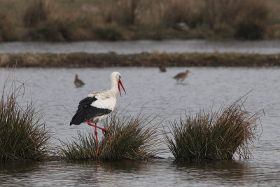 Ciconia ciconia - White Stork