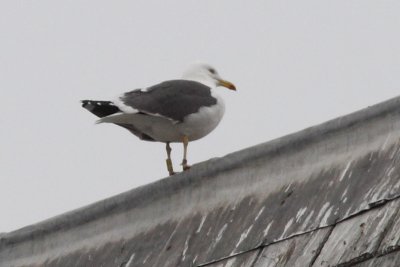 Kleine Mantelmeeuw, 5CY