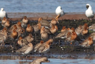 Black-tailed Godwit ON/OGflag