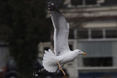 Kleine Mantelmeeuw, 5CY