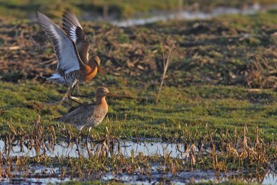 Limosa limosa - Black-tailed Godwit