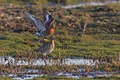 Limosa limosa - Black-tailed Godwit
