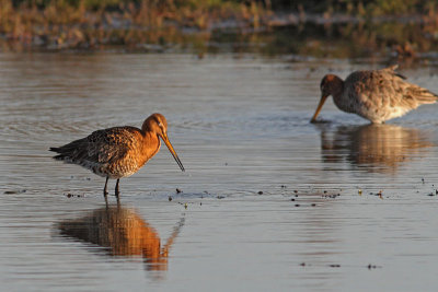 Limosa limosa - Black-tailed Godwit