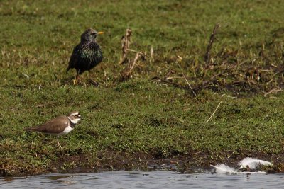 Charadrius dubius - Little Ringed Plover