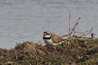 Charadrius dubius - Little Ringed Plover
