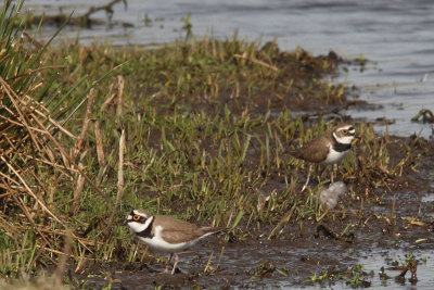 Charadrius dubius - Little Ringed Plover