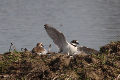 Charadrius dubius - Little Ringed Plover
