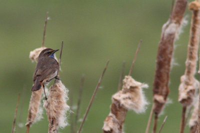 Luscinia svecica - Bluethroat
