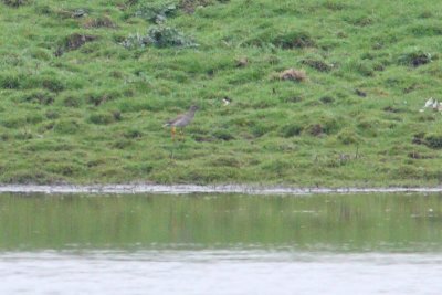 Common Redshank YL/WOf