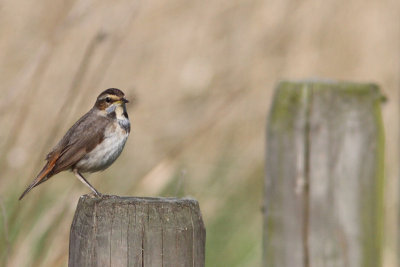 Luscinia svecica - Bluethroat