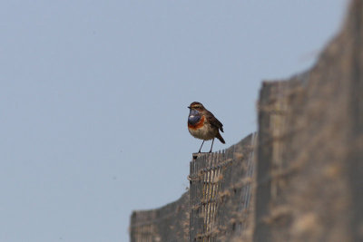 Luscinia svecica - Bluethroat