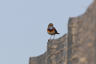 Luscinia svecica - Bluethroat