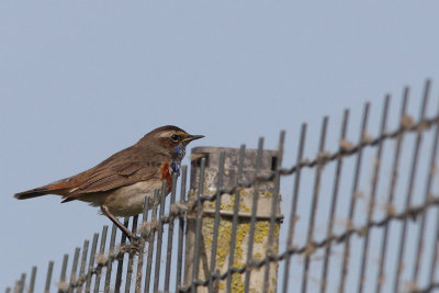 Luscinia svecica - Bluethroat