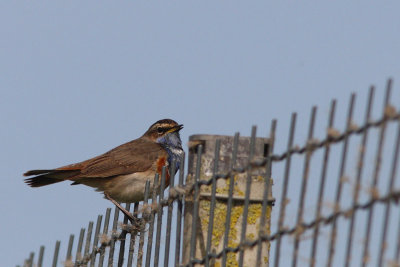 Luscinia svecica - Bluethroat
