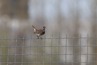 Luscinia svecica - Bluethroat