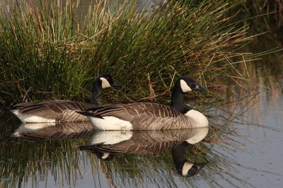 Branta canadensis - Greater Canada Goose