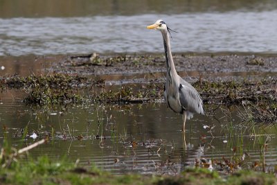 Ardeas cinerea - Blue Heron