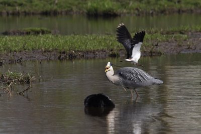 Ardeas cinerea - Blue Heron