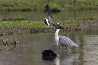 Ardeas cinerea - Blue Heron