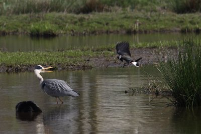 Ardeas cinerea - Blue Heron