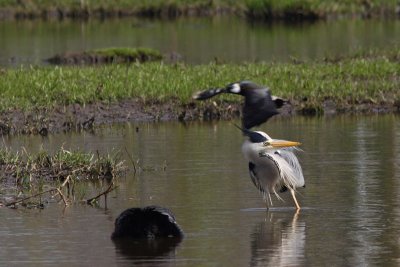 Ardeas cinerea - Blue Heron