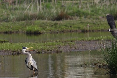 Ardeas cinerea - Blue Heron