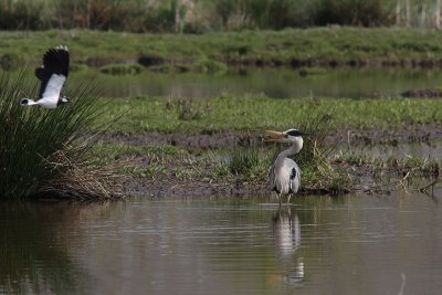 Ardeas cinerea - Blue Heron