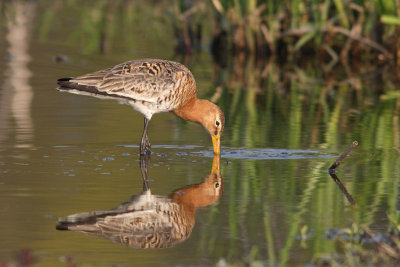 Limosa limosa - Black-tailed Godwit