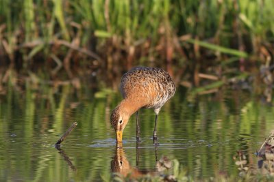 Limosa limosa - Black-tailed Godwit