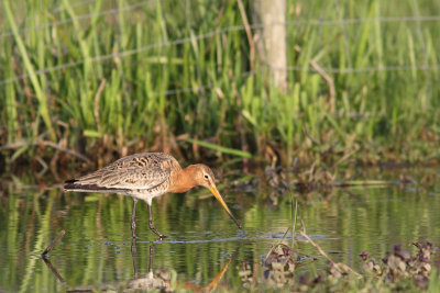 Limosa limosa - Black-tailed Godwit