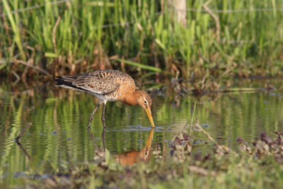 Limosa limosa - Black-tailed Godwit