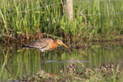 Limosa limosa - Black-tailed Godwit