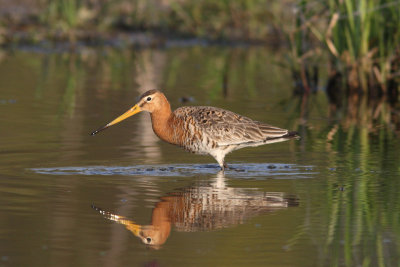 Limosa limosa - Black-tailed Godwit