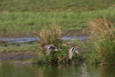 Anas crecca - Common Teal